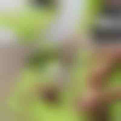 Doska na krájanie bez neporiadku s odnímateľnou nádobou 2 v 1| CHOPPINATA